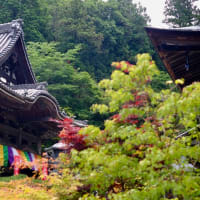 古刹を彩る紫陽花-奈良県明日香村：岡寺