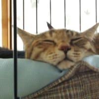 なんだかなぁ～。