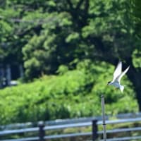 沼には、コアジサシが飛び回っていた。