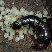 ハサミムシの卵（３）