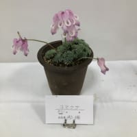 北海道山草会「山野草展」　豊平公園緑のセンター2階講義室