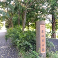 猛暑日が続いています