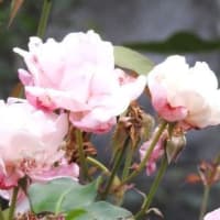 道辺のヒメツルソバの花と庭のバラの花♪
