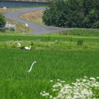 2025年06月28日　コウノトリ目撃情報