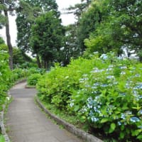 多摩川台公園あじさい園　　色々の色、種類のあじさいたち　　4