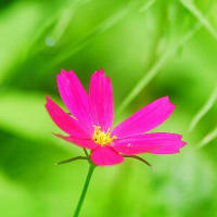 文月の庭に咲く花