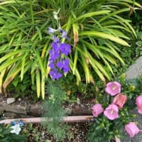 ５月～６月を彩った花たち　&　６月の紫陽花の　おまじない＾＾