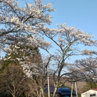 今日は暑かった！桜満開直前か？