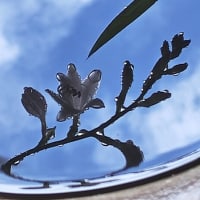 JULIE喜寿おめでとう。雨上がりに透明な雫つけた擬宝珠