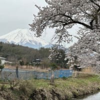 お宮橋（新名庄川の桜並木）