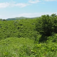 続・秋吉台と紫陽花