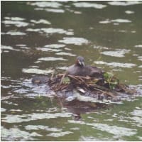 頑張ってます！