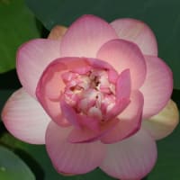 花はす公園