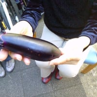 大きな夏野菜を収穫しました＞＜💛