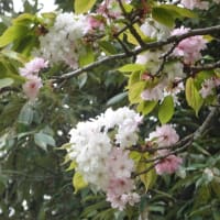 百人一首ゆかりの地　六十一番「奈良の都の八重桜」〜大阪ウォーキング連合例会