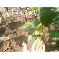 8/5の収穫　ルッコラ　枝豆　ミニトマト　なす　バジル