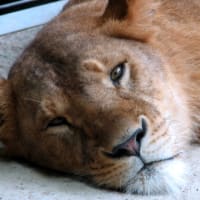 暑いのに「動物園」にいきました。大人二人で。
