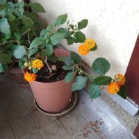 家の花たち・・・アルストロメリアやグラジオラスが咲いてきました～～！！