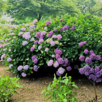 四季の森の紫陽花が見ごろでした