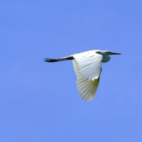 サギ　２