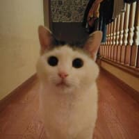 今日もニアピン(;´･ω･)