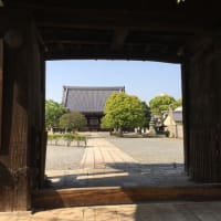 京都　青モミジ100シリーズの名所妙覚寺