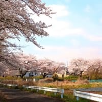 SAKURA 2025