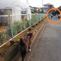 ひまわりロードを走る
