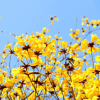 キバナイペーの花　(ipe-amarelo)