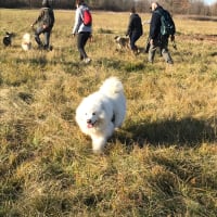 12月の調教師による犬の散歩