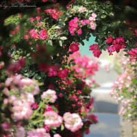 初夏のバラ：半田山植物園