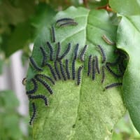グミの葉に付く謎の幼虫