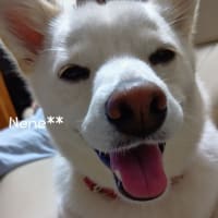 紫陽花の季節