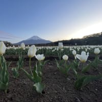 本栖湖、山中湖方面バス旅行の写真など―花編