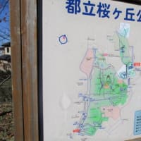 都立桜ケ丘公園を歩こう会　　'19-11-29