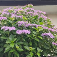 道端の　斑入り葉の紫陽花♡