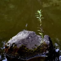 水の中の鉢植え