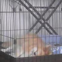 負けても勝てない方に1000点