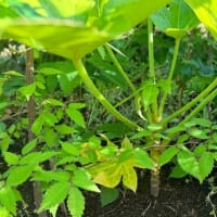 オサンポ walk - 植物plant :ヤツデのヤッチャン My fatsia, Yacchan(31)