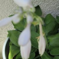 令和7年のギボウシ販売について⑤　今咲いているギボウシの花
