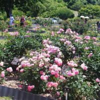 錦江湾公園のバラ