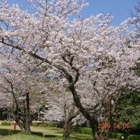 桜散り初めの田代公園