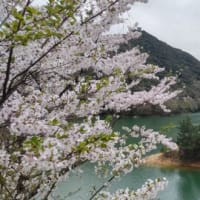 桜満開のダム広場でお花見そしてダム一周