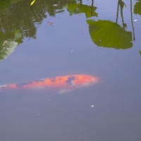 藤沢鵠沼・蓮池花見散歩