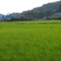 2025年07月05日　コウノトリ目撃情報
