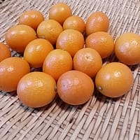 金柑と生姜と酢