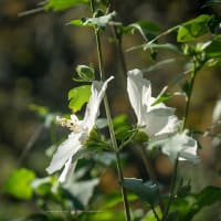 白露の候【瑞泉寺】芙蓉は元気よく、タマアジサイがキレイでした