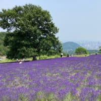 幌見峠ラベンダー