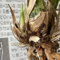 寒蘭　ズポ抜け「青々01216(青斗)」