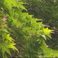 紅葉台〜三湖台